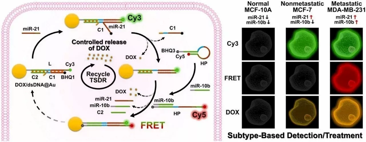 New method for detecting and treating breast cancer subtypes