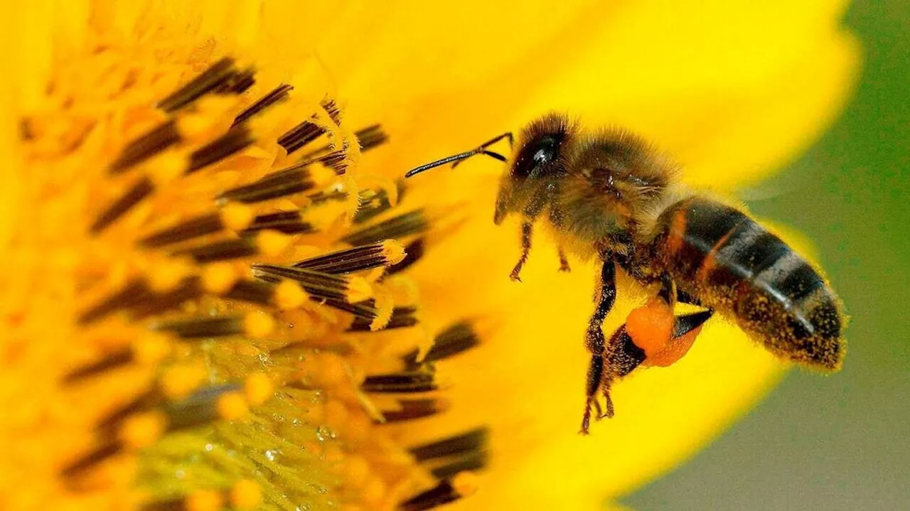 ENTRETIEN. « Il ne reste plus que 5 % des insectes que l’on trouvait dans les années 1970-1980 »