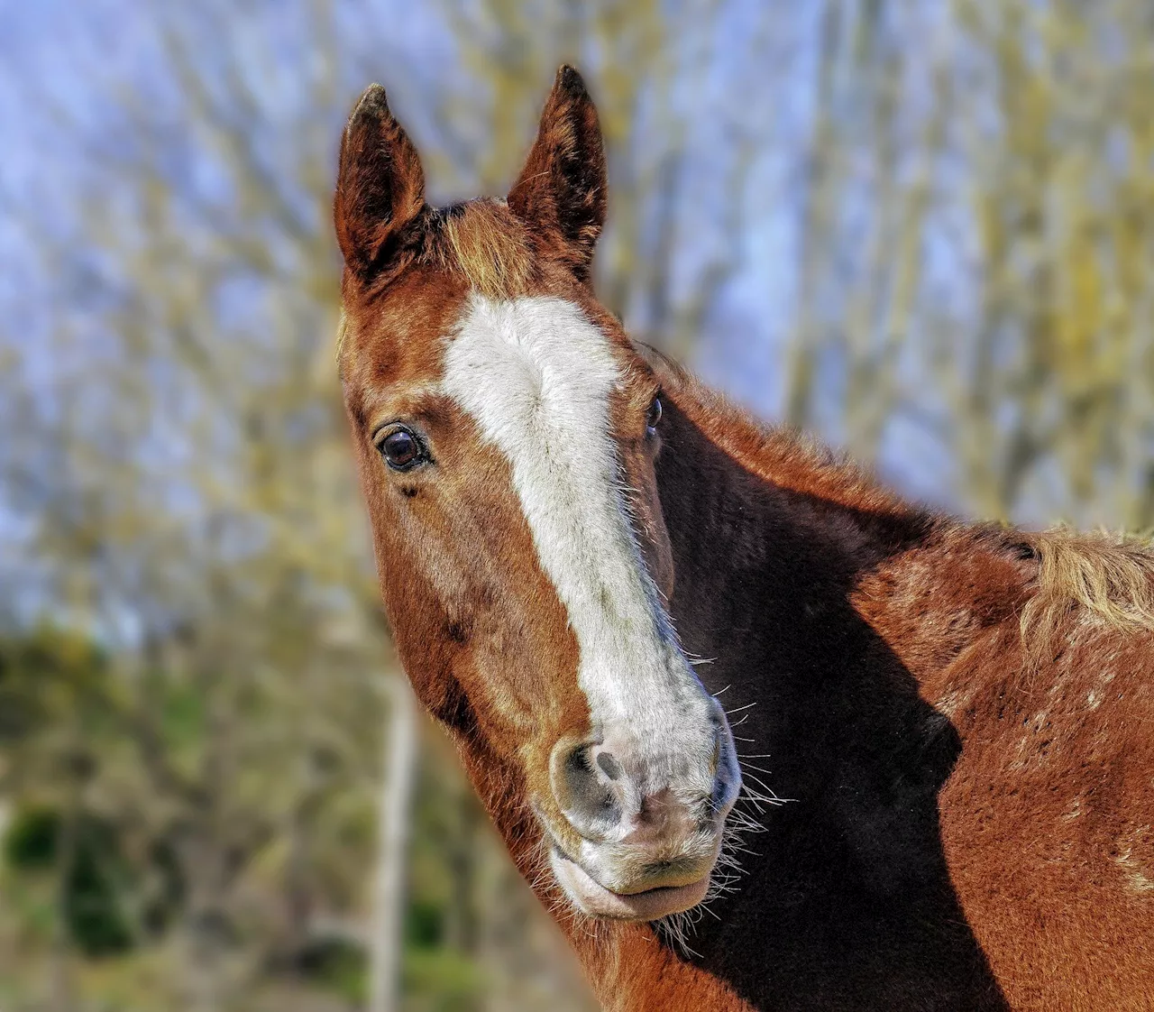 Researchers Develop Early Horse Osteoarthritis Detection Tool