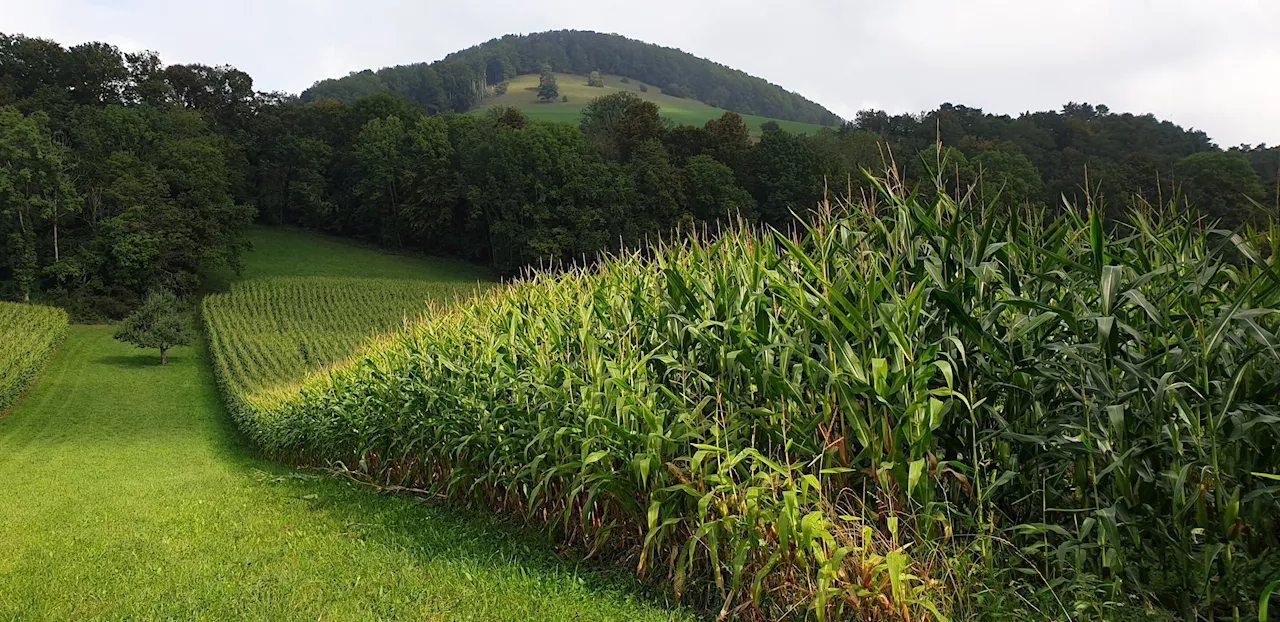 Researchers discover corn reduces arsenic toxicity in soil