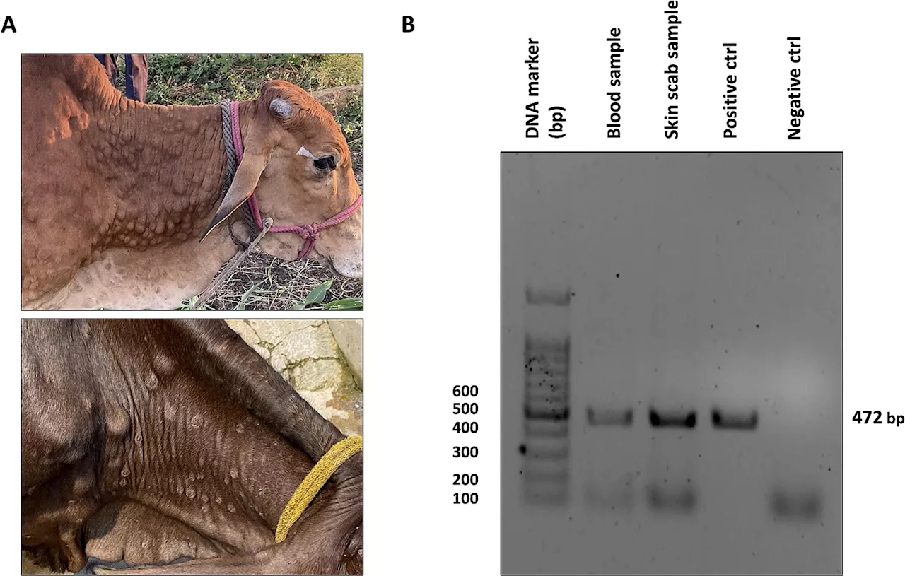 Tracking the virus behind India's lumpy skin cattle crisis