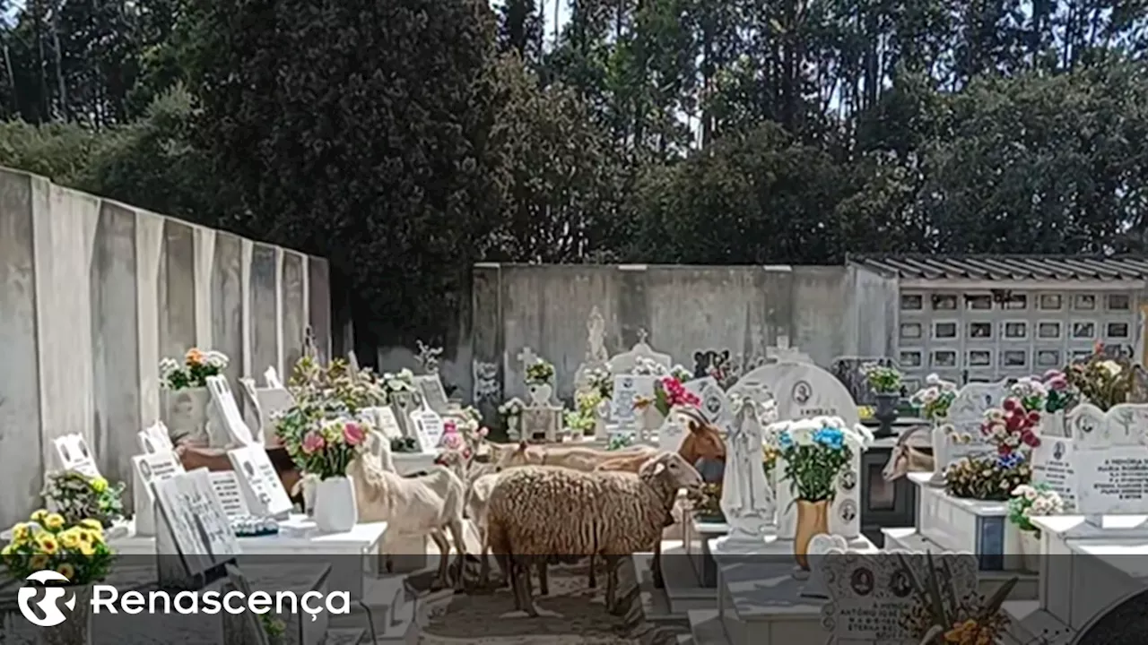 Barreiro. Rebanho de cabras invade cemitério e come flores de campas