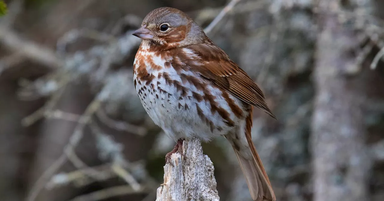 BRUCE MACTAVISH: First spring bird migrations arriving in province, wind forecast favourable to see European birds arrive in N.L.