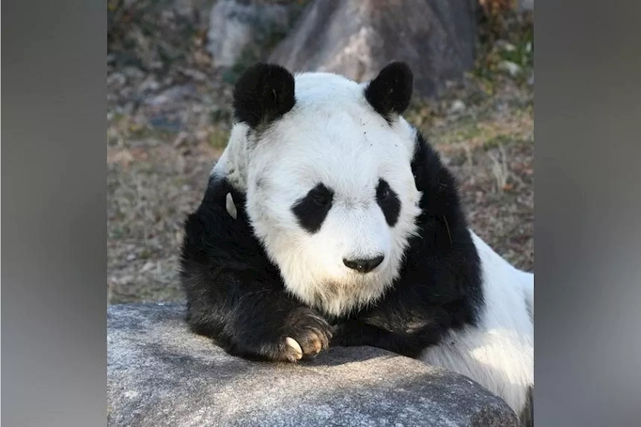 Japan’s oldest giant panda Tan Tan dies at 28 in Kobe zoo