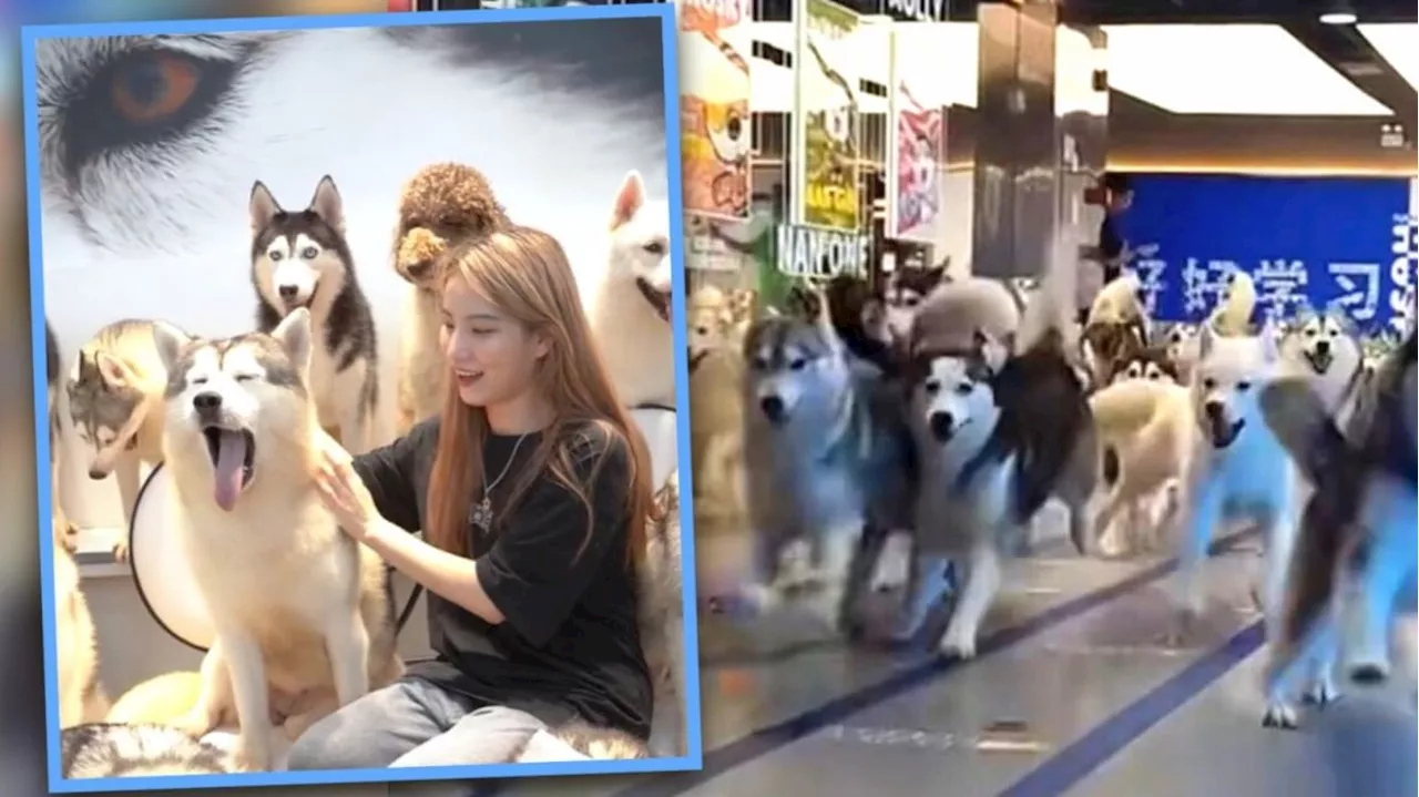 The great escape: 100 huskies run amok in China shopping centre after dog cafe door left open