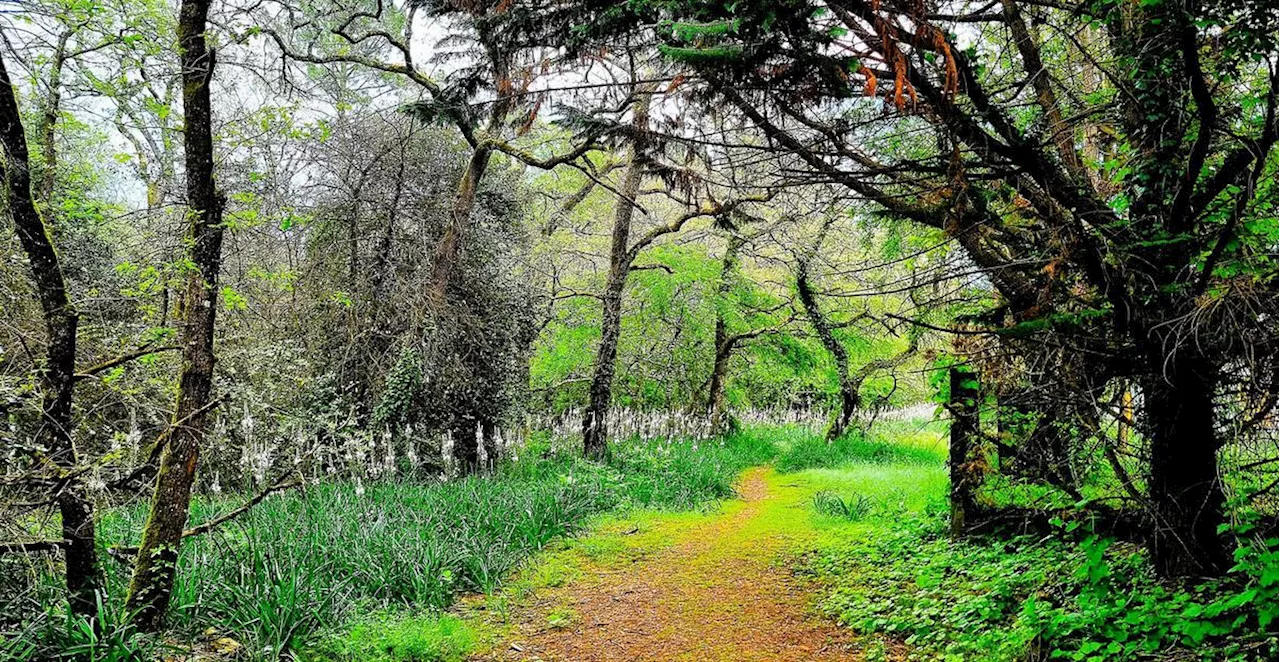 Promenade enchantée dans la forêt avec la Compagnie Entre-Nous