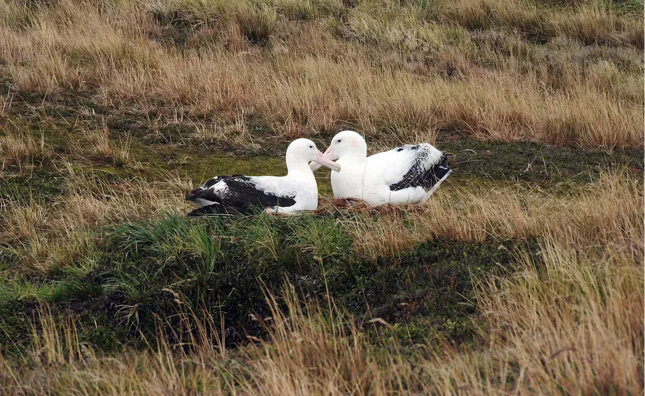 Why subantarctic studies matter