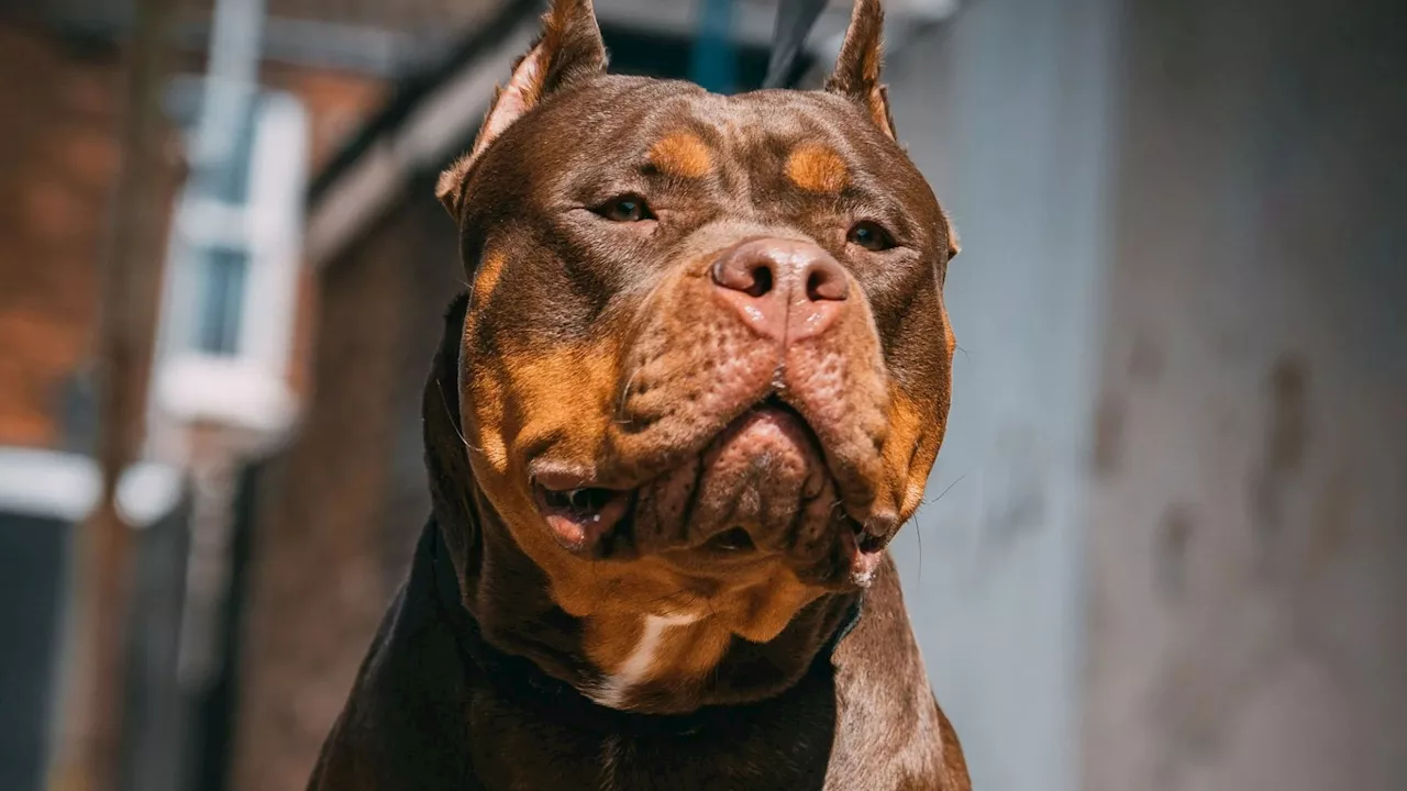 XL Bully owner becomes first known prosecution in Britain for breaching dangerous dog ban...