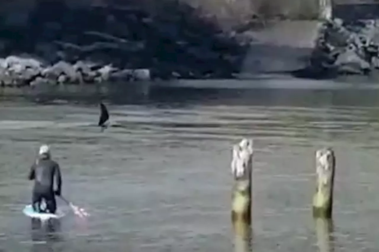 Man has close encounter with orca while paddling near Vancouver Island