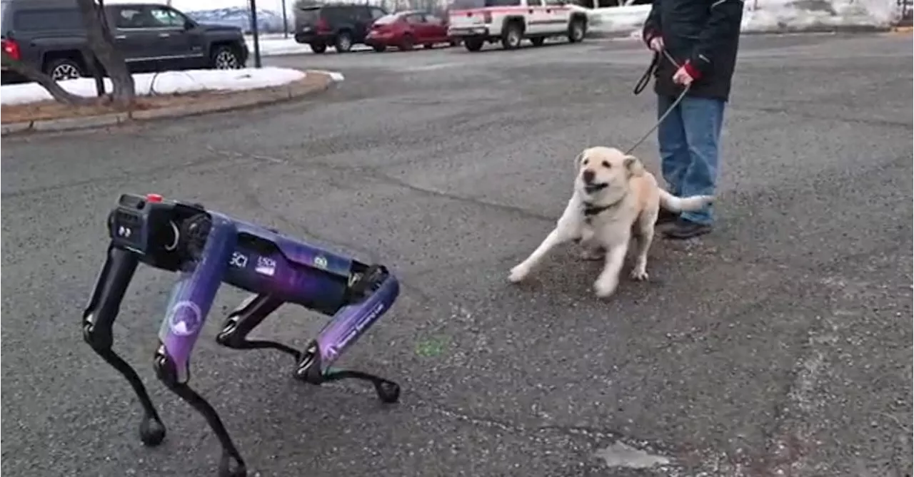 Alaska is gonna try and use a robot to scare wildlife from around an airport