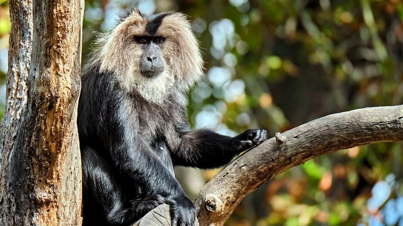 Fahndung: Unbekannte stehlen Bartaffen aus Leipziger Zoo