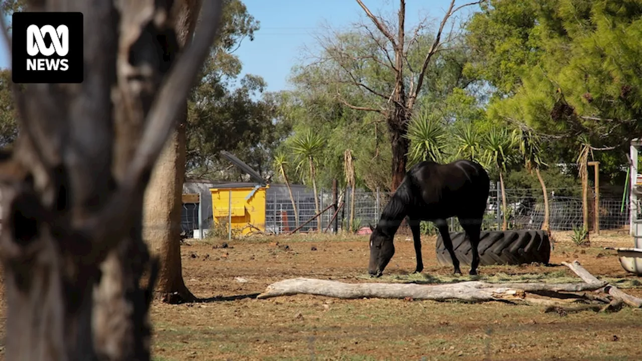 Brumby re-homing under investigation following mass horse carcass discovery near Wagga Wagga