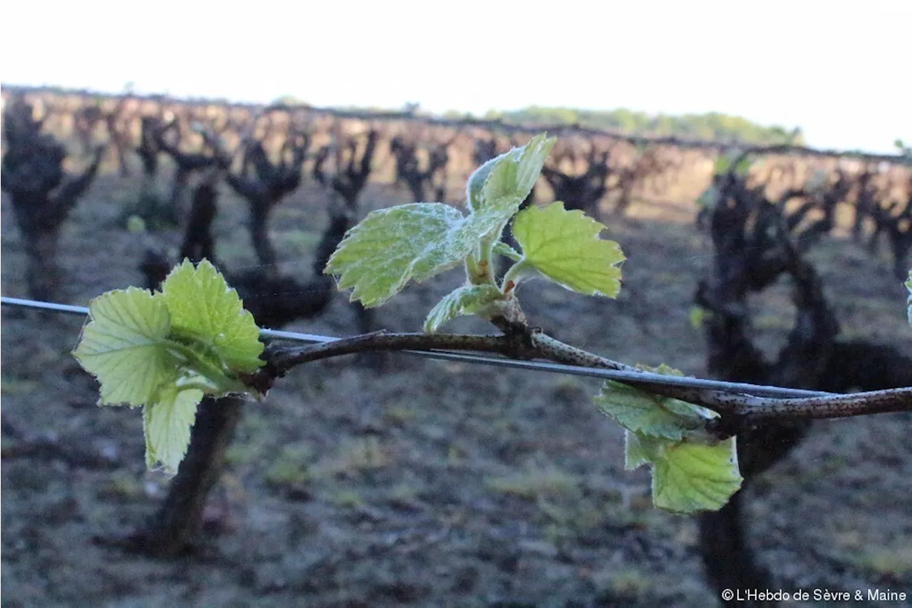 Loire-Atlantique : risque de gel les prochaines nuits, les vignes du muscadet en alerte