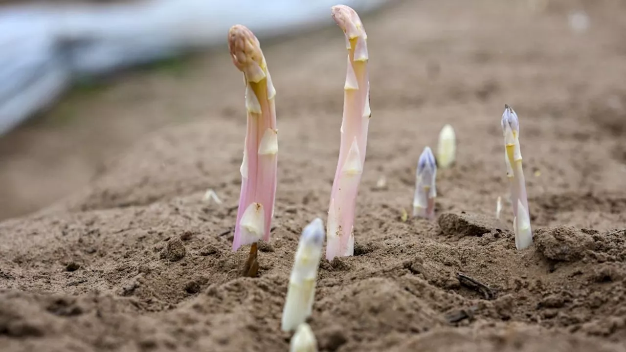 Spargel-Verband: Keine Panik wegen Wetter-Abkühlung