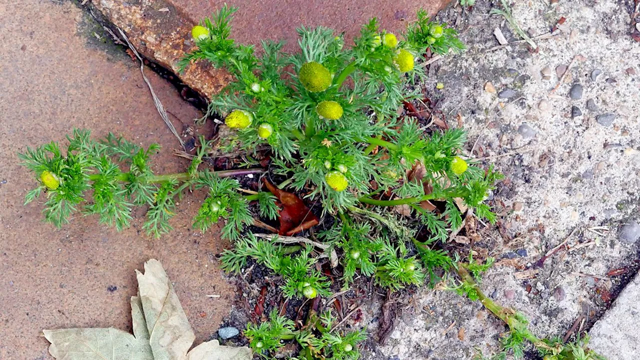 Are weeds more important than we realise?