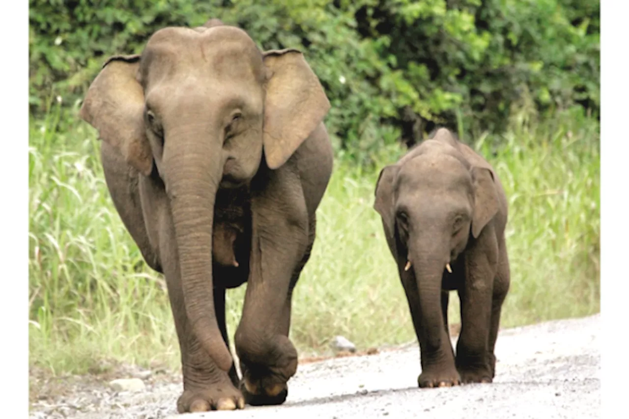 Sabah Wildlife Department: Alert us if you see a herd of elephants