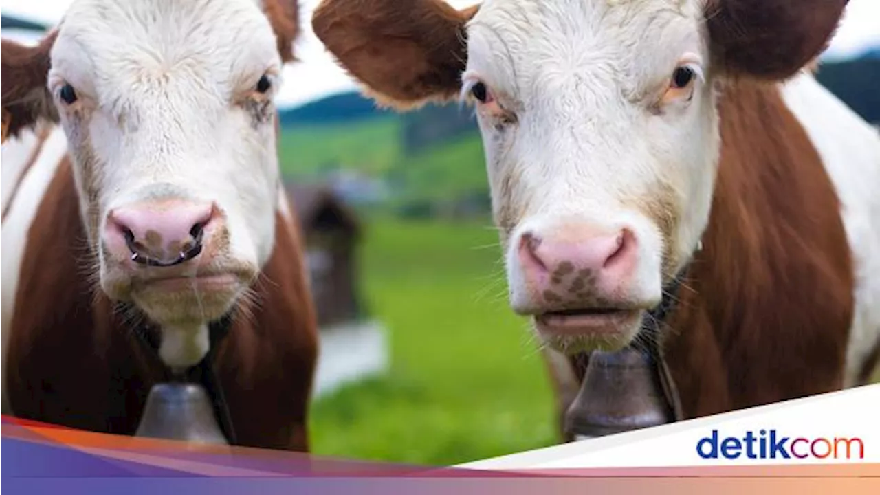 Temuan Baru! Ilmuwan Ciptakan Sapi yang Bisa Hasilkan Insulin untuk Diabetes