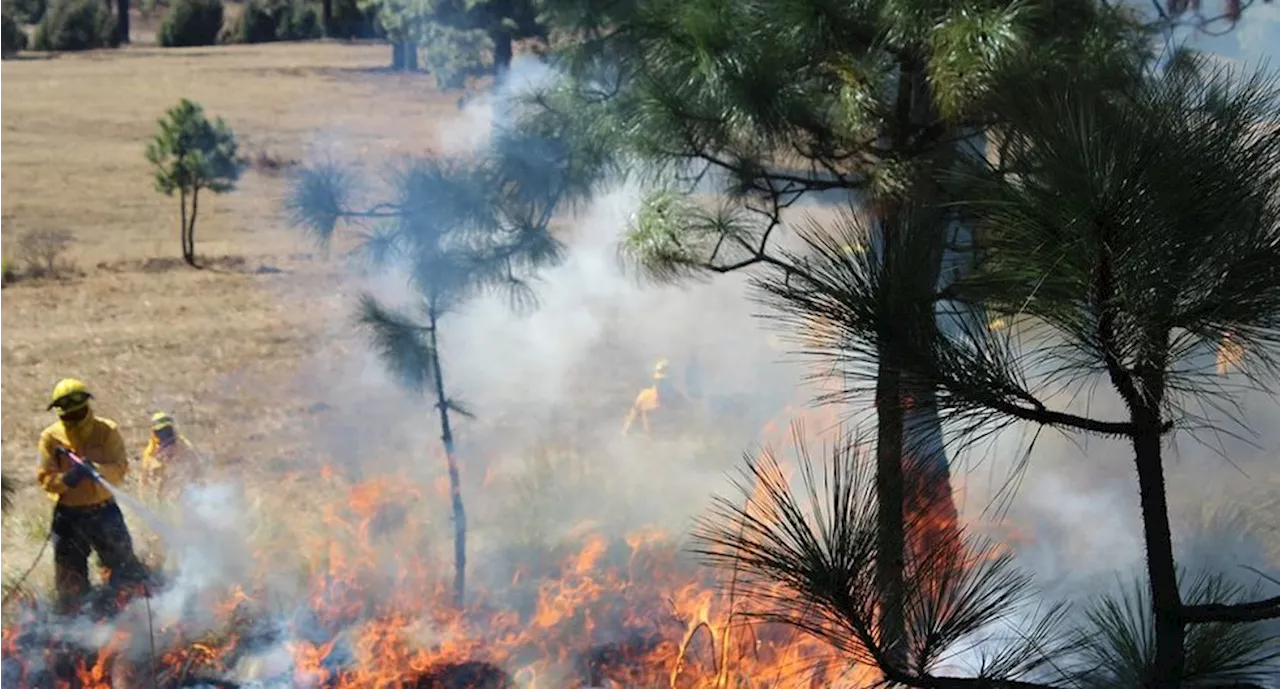 Muere brigadista en incendio forestal en Sinaloa