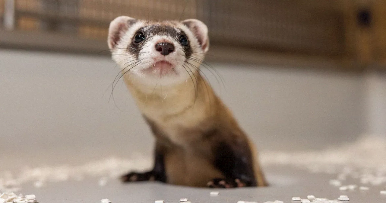 Scientists Clone Extremely Endangered Ferret