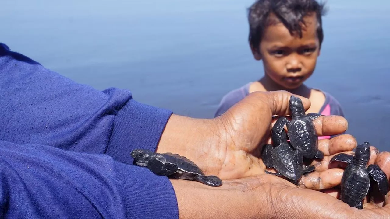 Musim Bertelur Tiba di Pesisir Selatan, Jual-Beli Telur Penyu Masih Jadi Ancaman