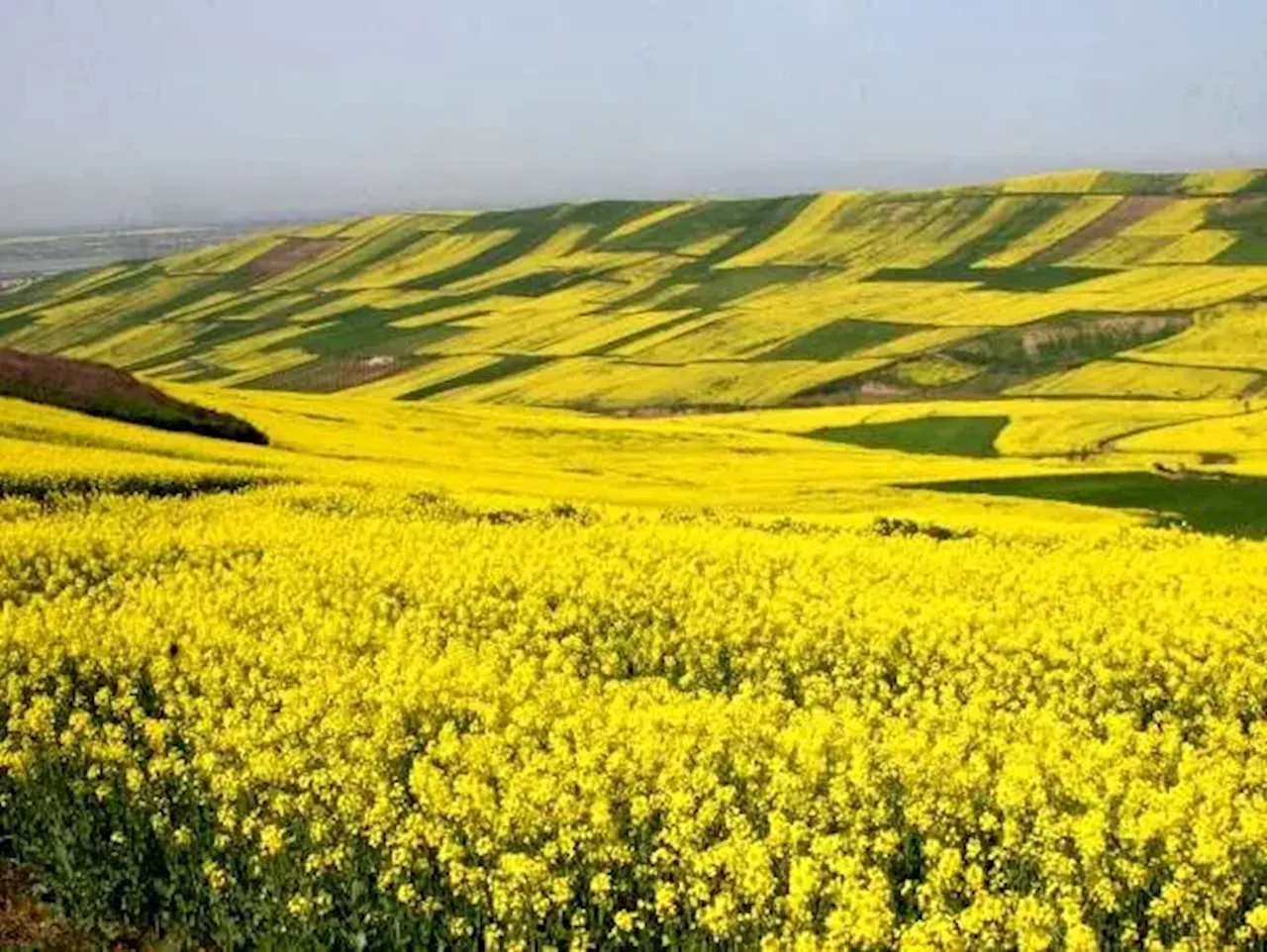 ۱۰ هزار تن کلزا در ایلام خریداری شد