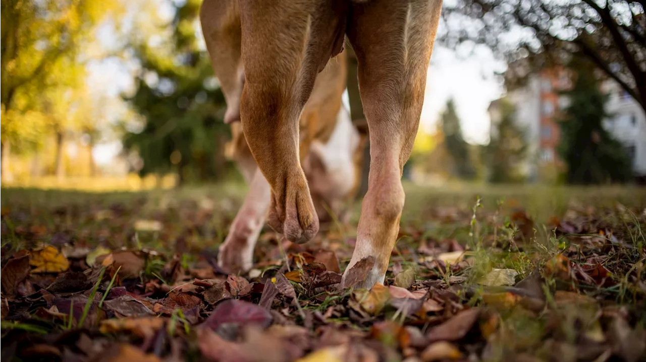 La Guardia Civil interviene para controlar a un pitbull que atacó a sus dueños en Valladolid