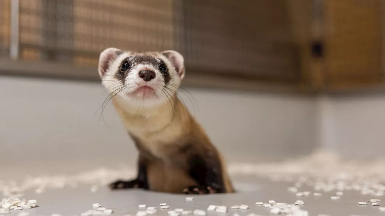 First cloned offspring of endangered black-footed ferrets in North America revealed