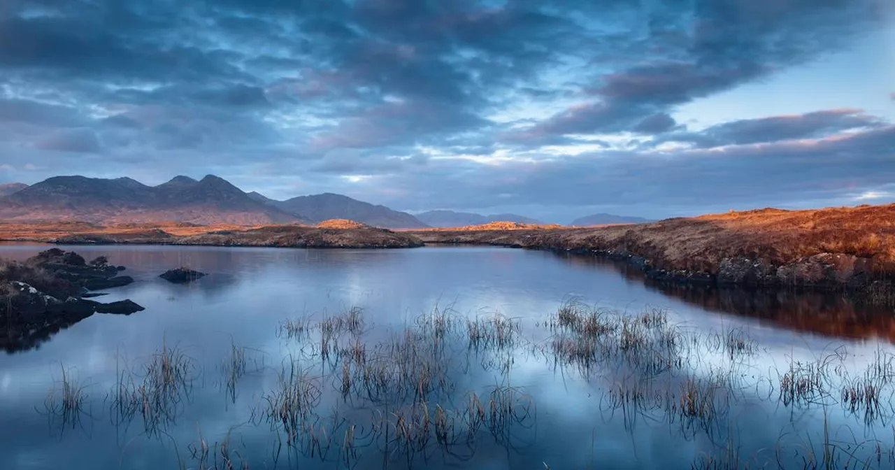 Restoring bogs is more complex than just removing trees