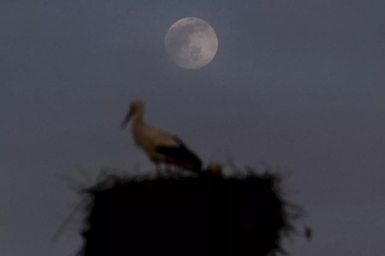 Próxima Lua Rosa acontecerá em 23 de abril e poderá ser vista do Brasil; entenda