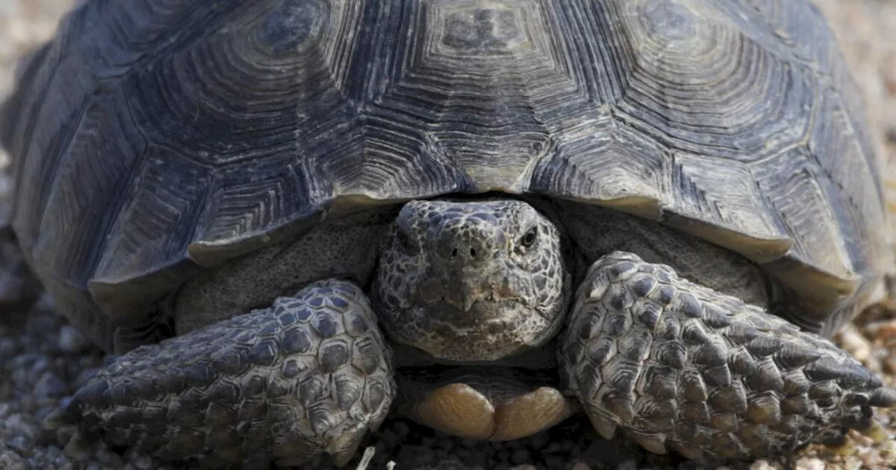 Mojave desert tortoise officially joins California's endangered list