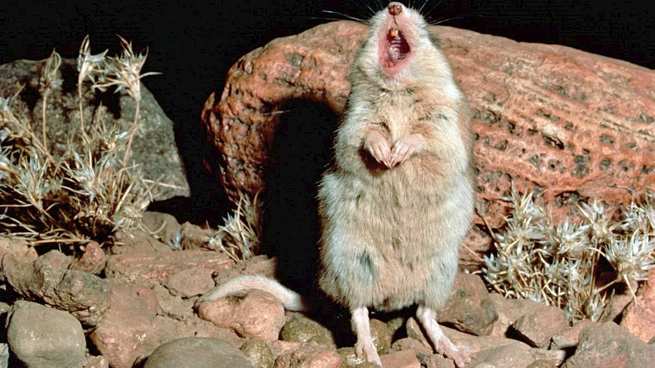 Southern Grasshopper mouse: The tiny super-predator that howls at the moon before it kills