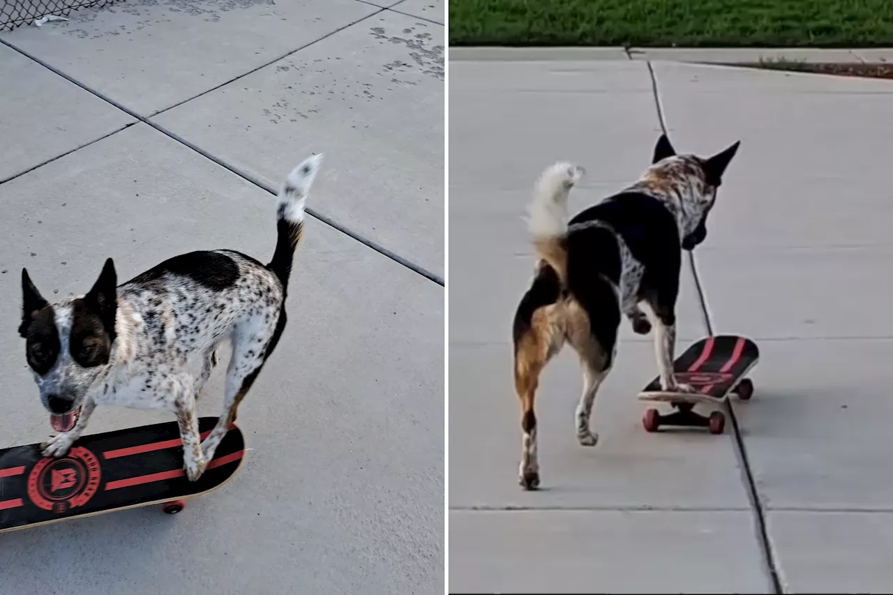 Dog Who Loves to Skateboard Since She Was a Puppy Wins Pet of the Week