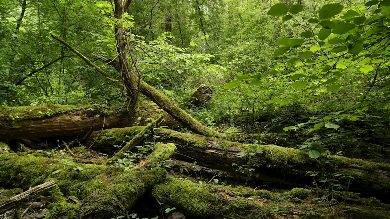 Waldjugendspiele 2024 stehen vor der Tür