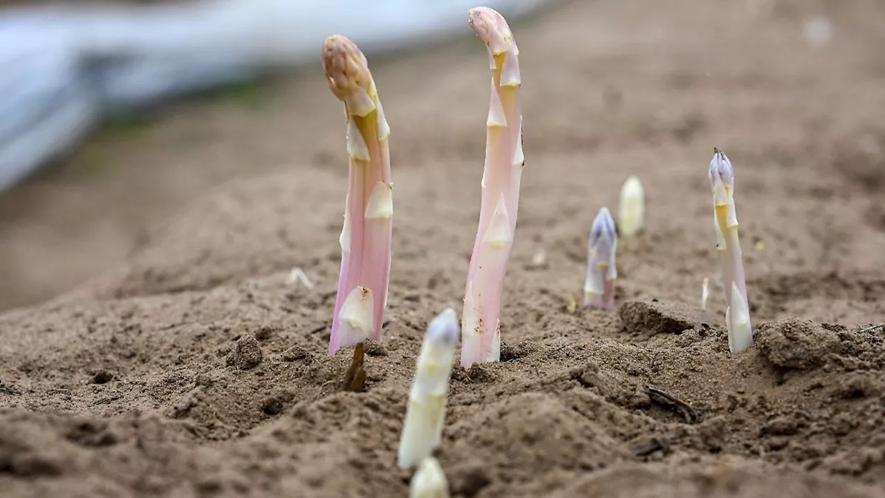 Berlin & Brandenburg: Spargel-Verband: Keine Panik wegen Wetter-Abkühlung