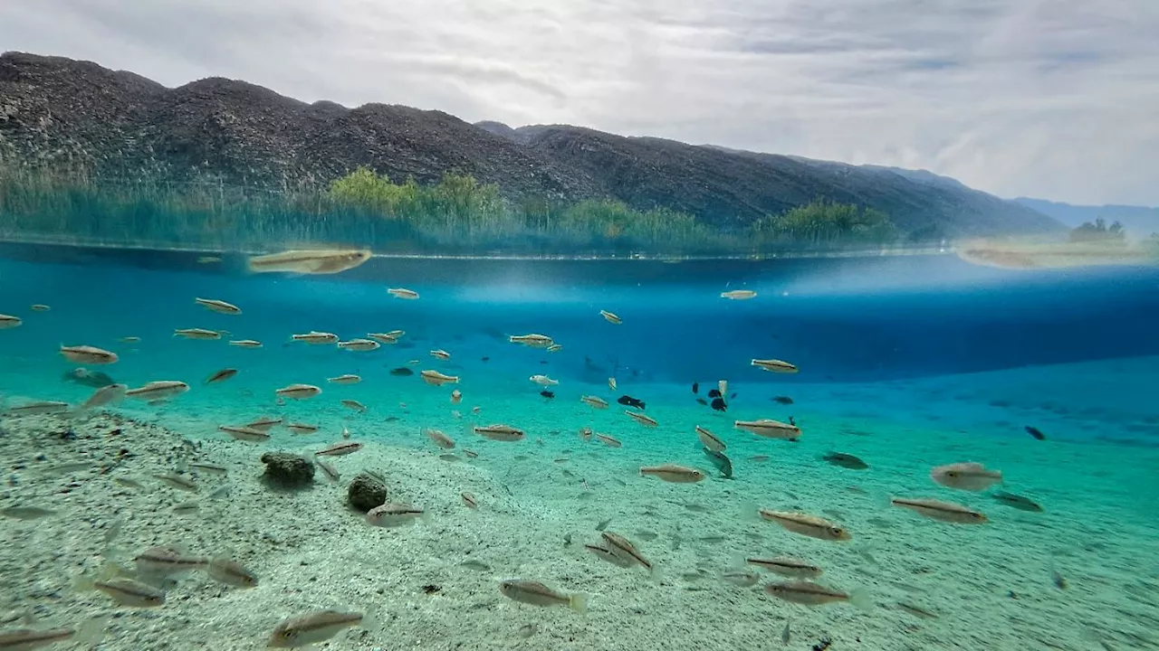 Die Galapagos-Inseln Mexikos: Einzigartige Oase Cuatro Ciénegas trocknet aus