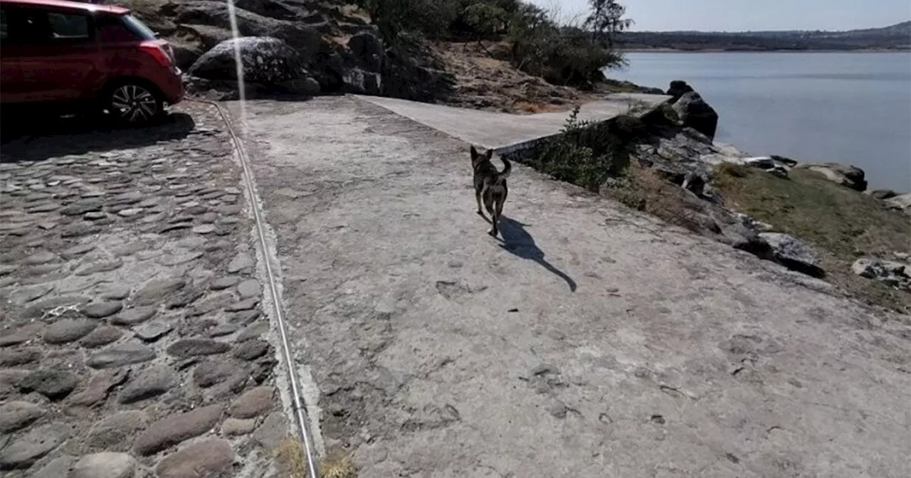 ¿Mi mascota puede sufrir un golpe de calor? Esto advierte especialista veterinario