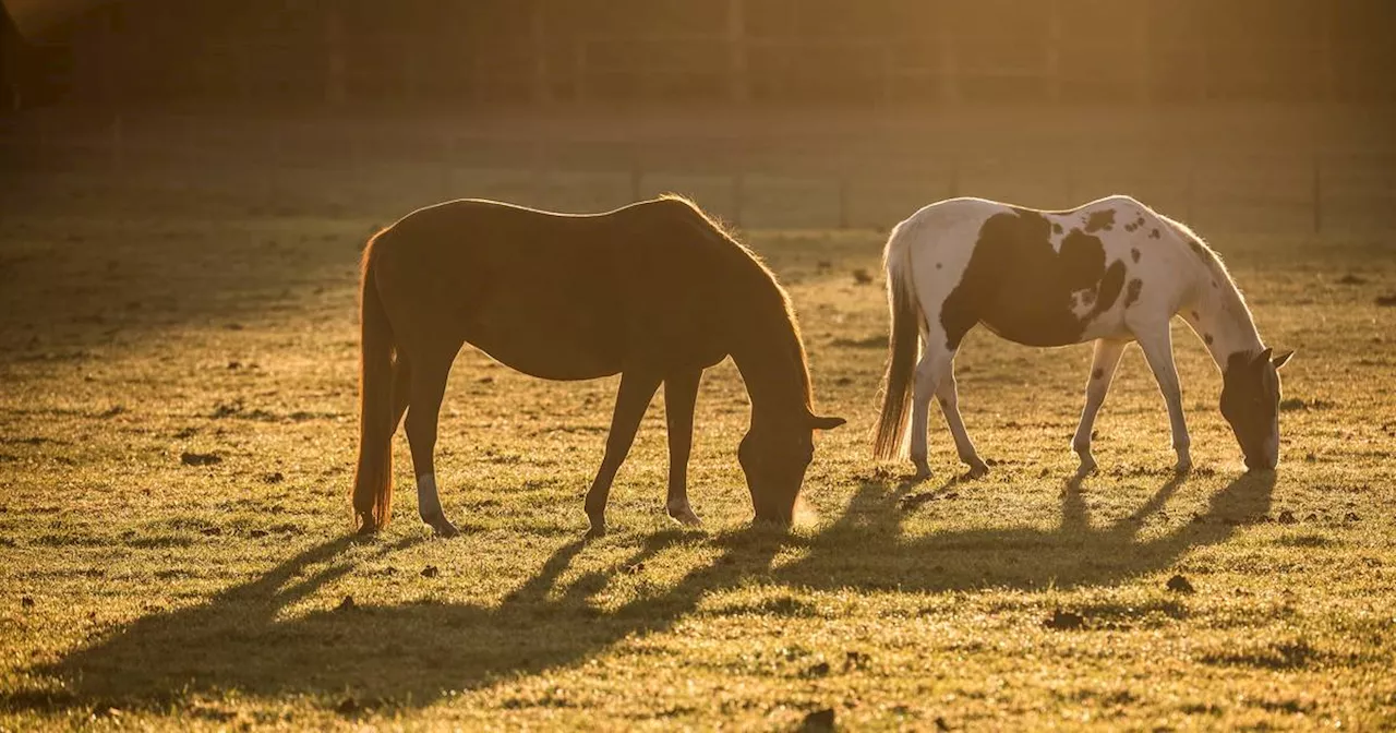 Bergahorn ist giftig für Pferde - mehrere Tiere im Kreis Kleve verendet