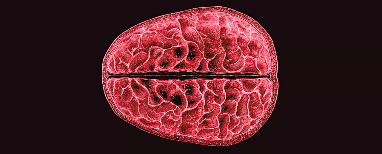 For The First Time, Scientists Showed Structural, Brain-Wide Changes During Menstruation