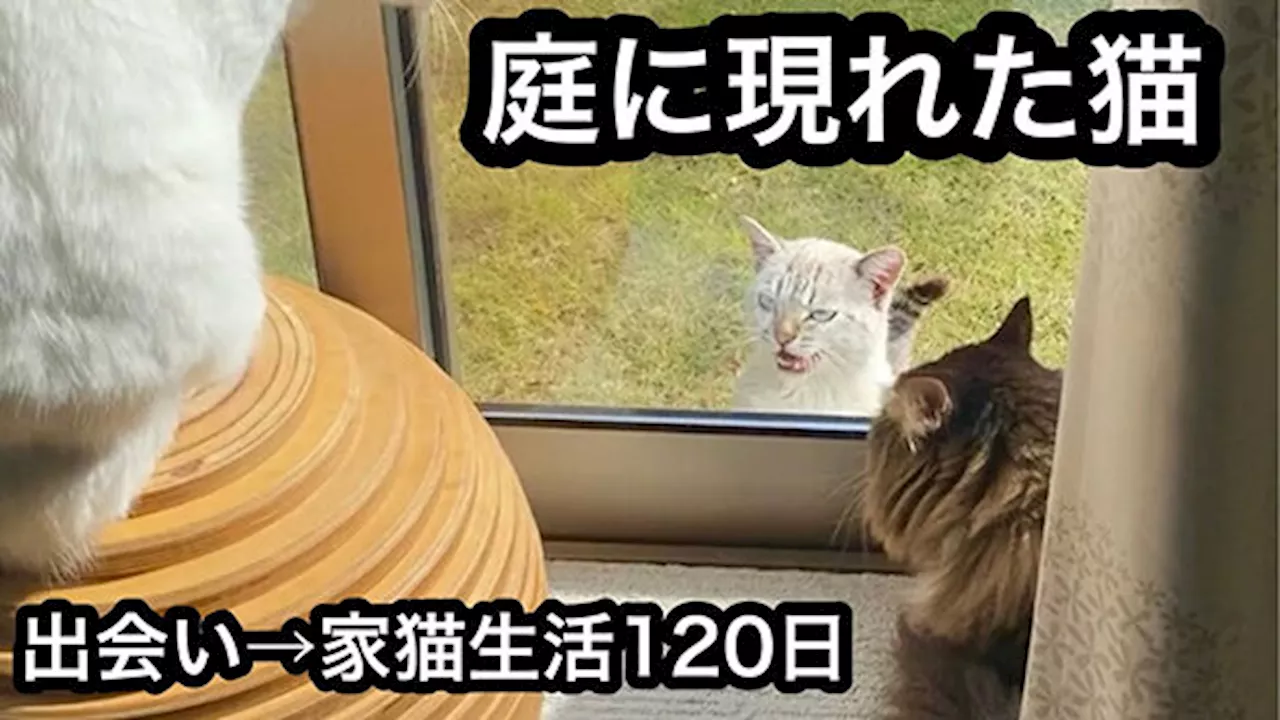 保護された野良猫、先住猫5匹と対面し…… 予想外の反応に「家猫さんになってほんと良かったね」「相性ってあるんだなぁ」（2024年4月20日）｜BIGLOBEニュース