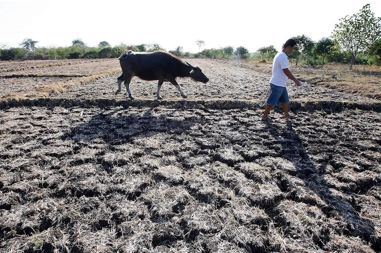 El Nino pattern costs Philippine agriculture over US$68mil in losses