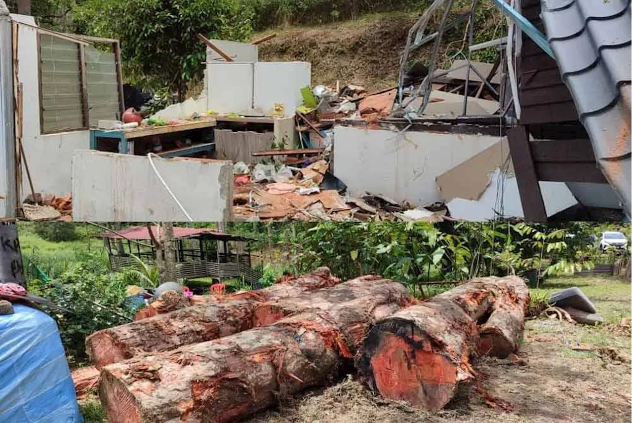 Huge durian tree falls, obliterates house in Negri