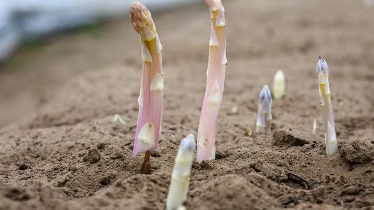 Agrar: Spargel-Verband: Keine Panik wegen Wetter-Abkühlung