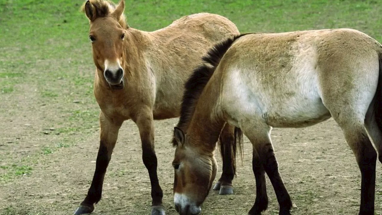 Tiere: Zoos aus Prag und Berlin wildern Przewalski-Pferde aus