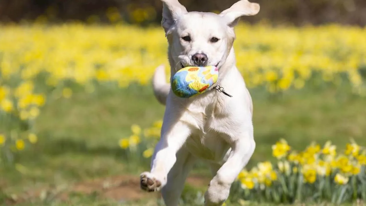 Tierhaltung: Labrador Retriever häufigste Hunderasse in Thüringen