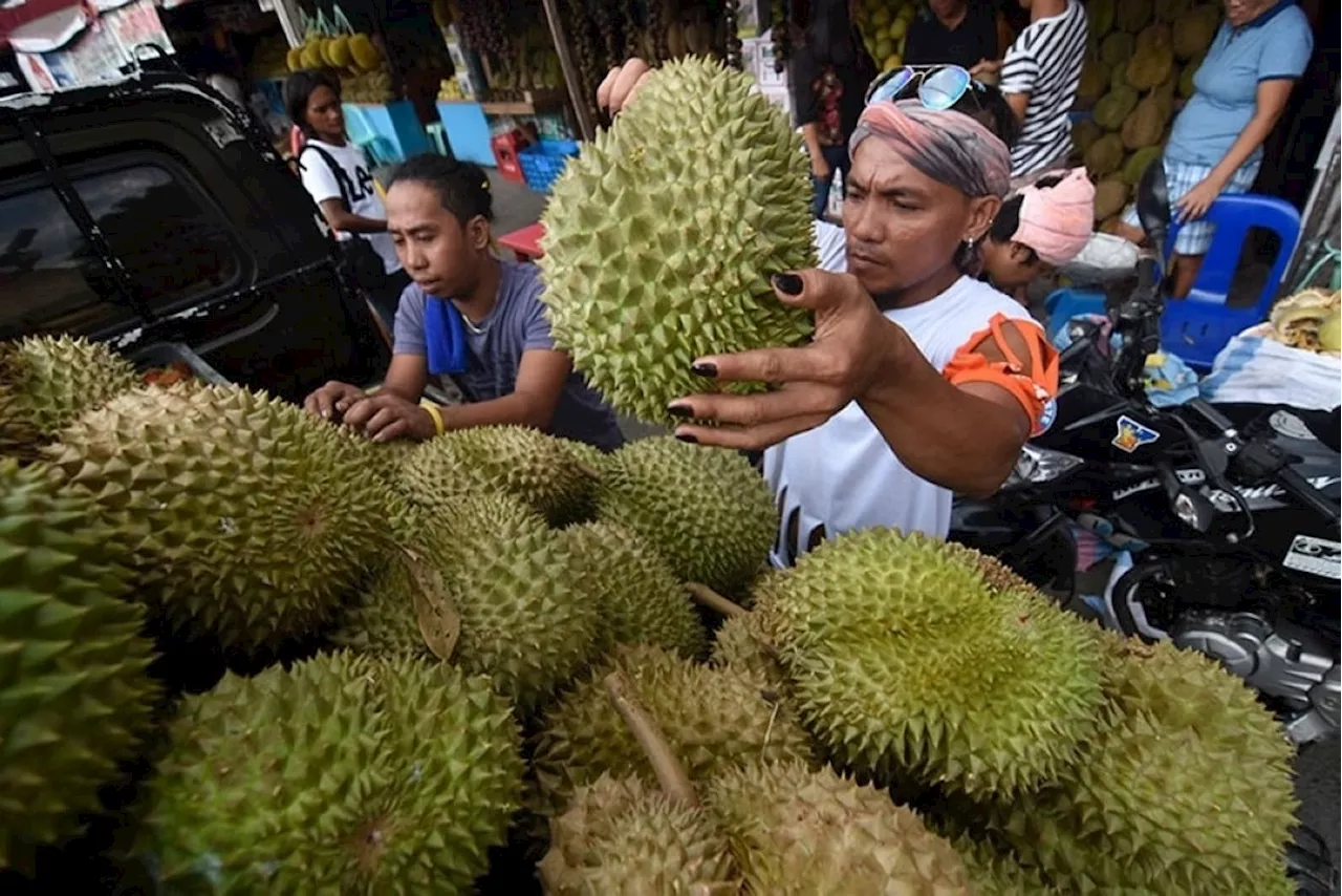 200 durian farmers receive fertilizer from City Agri Office