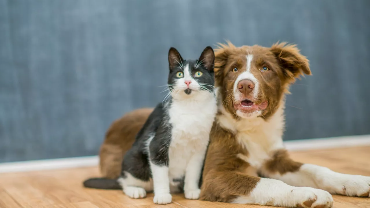 Cats and dogs are spreading dangerous antibiotic-resistant ‘superbugs’ to their owners, study finds...