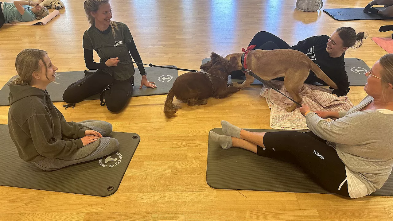 20 hunde tilbragte lørdagen med hundeyoga: - Han ligner en der er nervøs