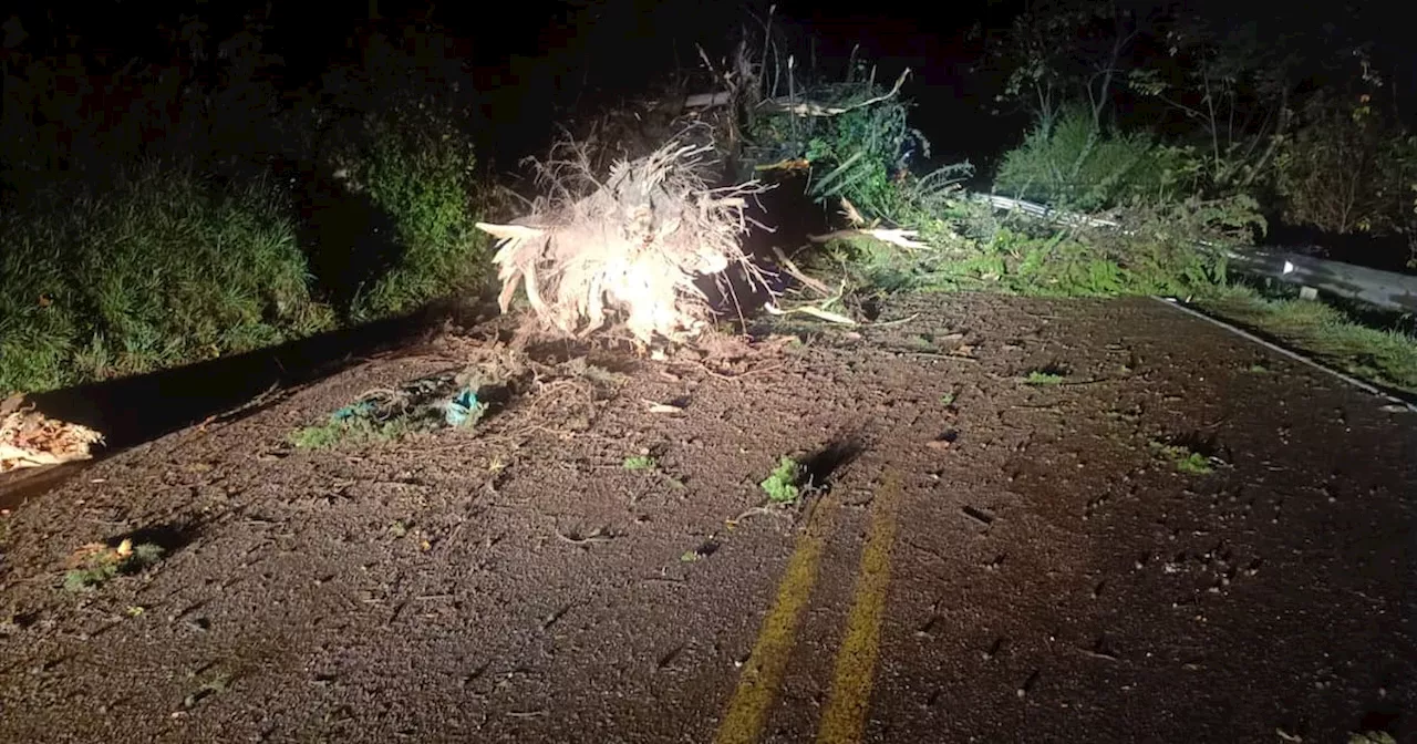 Cerrada la vía entre Bucaramanga y Pamplona por muerte de un motociclista al caerle un árbol