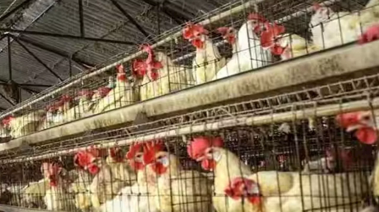 Bird Flu Outbreak: പക്ഷിപ്പനി നിയന്ത്രിക്കാൻ പൊതുജനാരോഗ്യ നിയമ പ്രകാരമുള്ള നടപടികൾ സ്വീകരിക്കാൻ നിർദേശം നൽകി ആരോ​ഗ്യമന്ത്രി