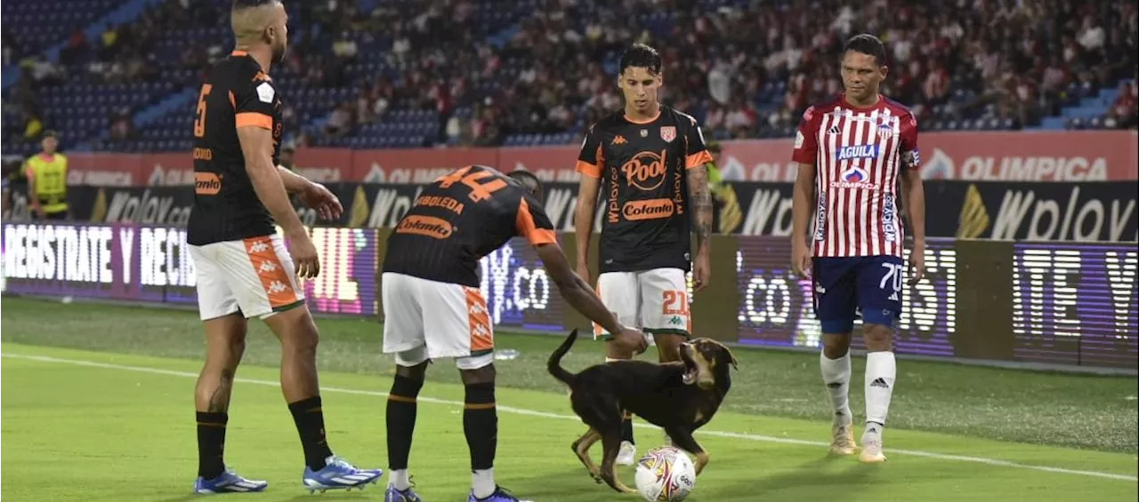 Dimayor sancionó a Junior por ingreso del perro a la cancha en partido contra Envigado